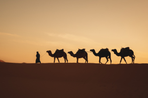 Camel Riding Tour